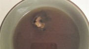 王老吉里有死老鼠悼院？食品安全問(wèn)題緣何維權(quán)難