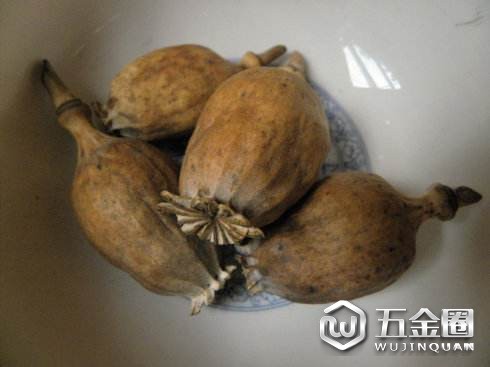 罌粟殼為毒品
