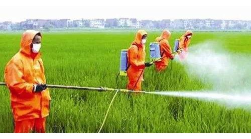 人工“喂大”危害大，食品還是“有機(jī)”好