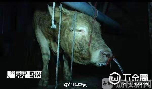 被注水的牛被注水的牛