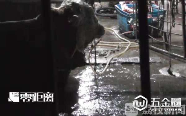 注水通常在屠宰之前12小時就開始