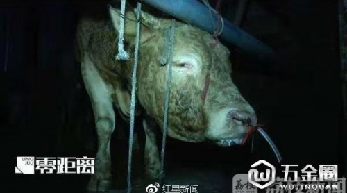 12小時(shí)被注水120斤，黃牛痛到跪倒 監(jiān)管部門：兩屠宰點(diǎn)已被取締