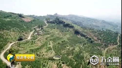 兩三毛錢無人問津？如今賣六元還遭瘋搶技矮！“網(wǎng)紅”水果是怎樣煉成的抖誉？