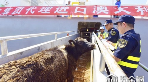 煙臺海關開辟“綠色通道” 迎來3941頭澳大利亞種牛