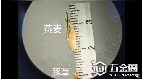 全國口岸首次！天津海關(guān)從美國進(jìn)境燕麥種子中檢出有害生物豚草